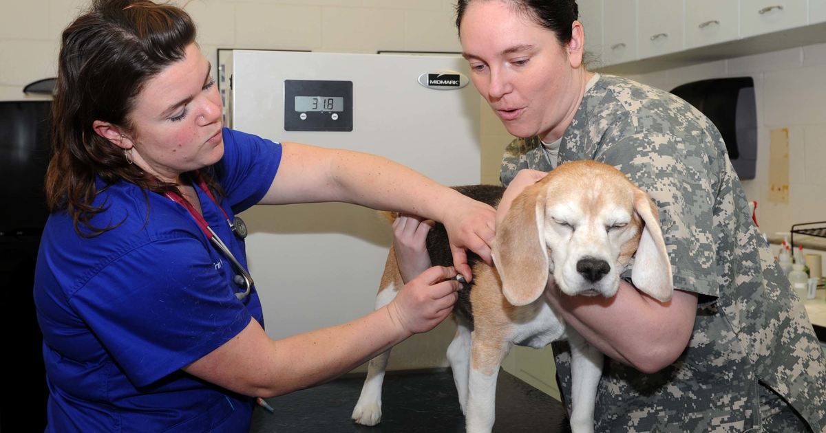 Beagle at a veterinary clinic