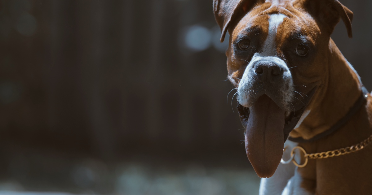 Close-up of a fawn Boxer with a white blaze