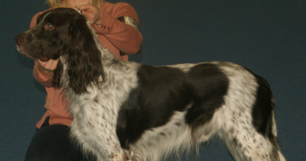 A white-and-liver French Spaniel standing in show pose