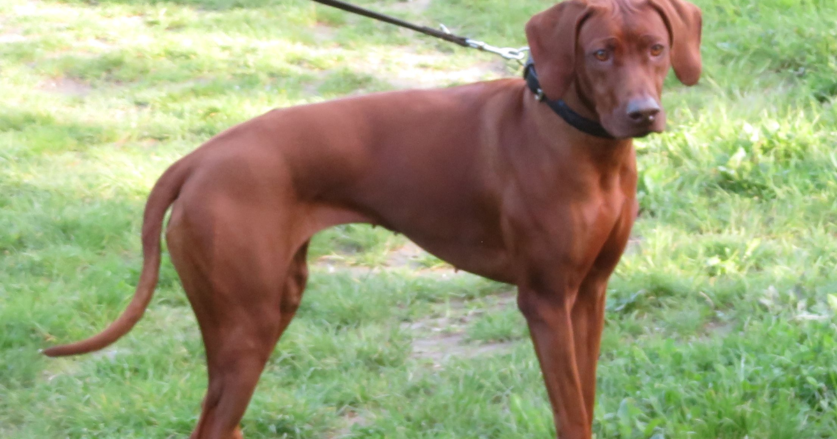A liver-nosed Rhodesian Ridgeback standing on grass