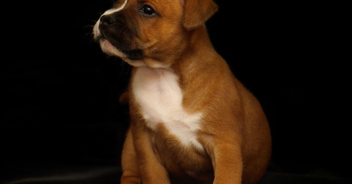A fawn Staffordshire Bull Terrier puppy with a white chest sitting against a dark background