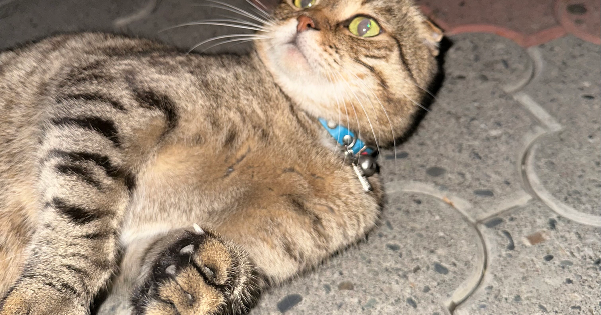 Scottish Fold cat