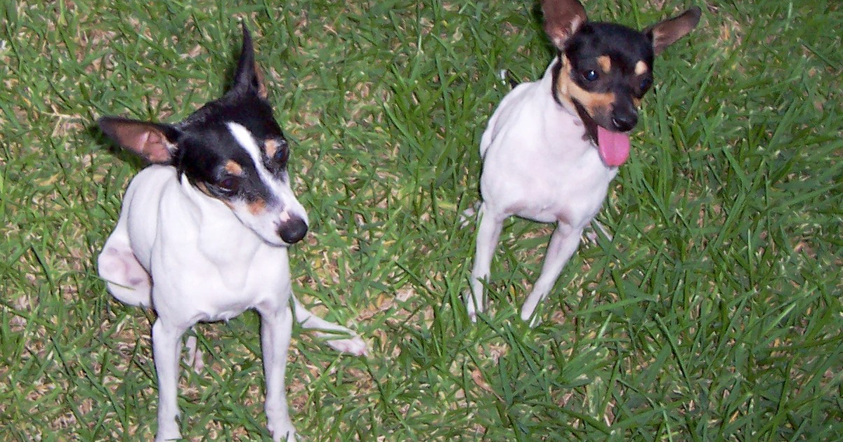 Two Toy Fox Terriers sitting on grass