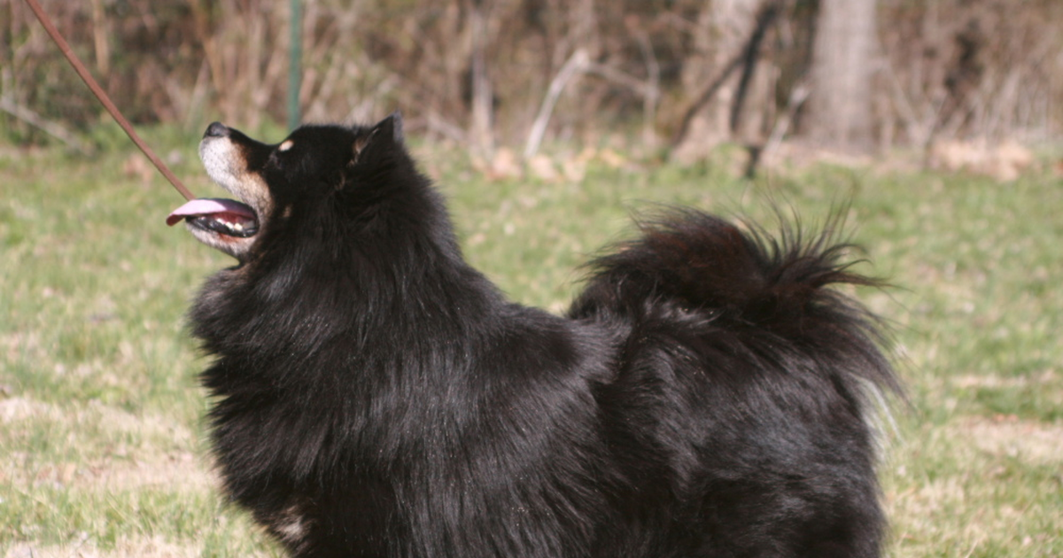 Finnish Lapphund