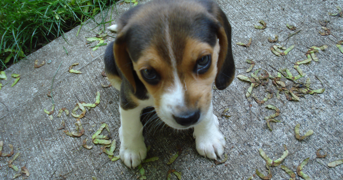 ビーグルの子犬