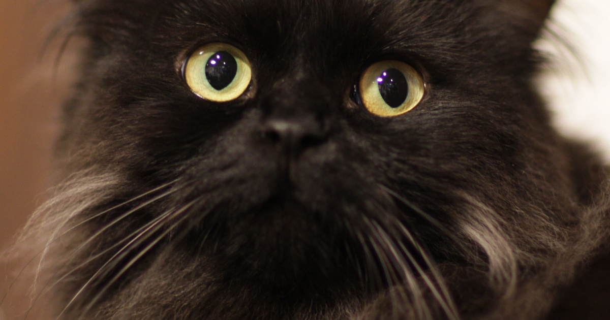 拉邦猫