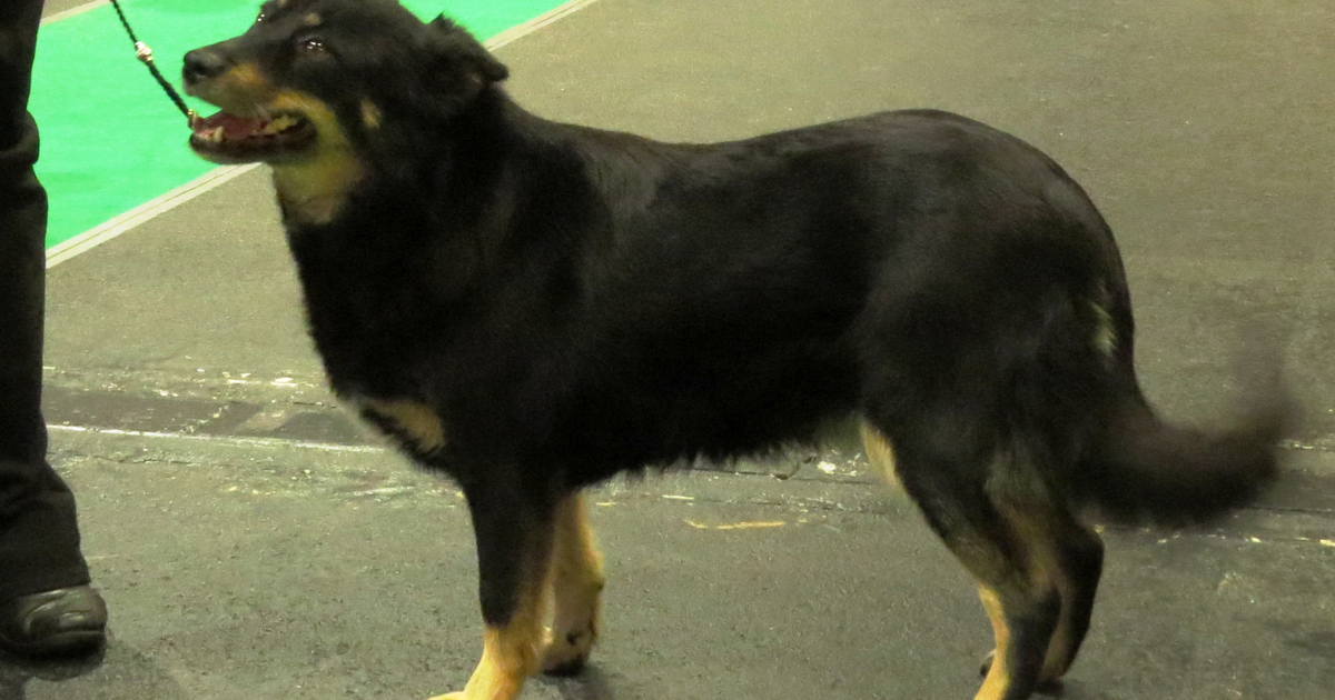 拉普兰驯鹿犬 (Lapponian Herder)