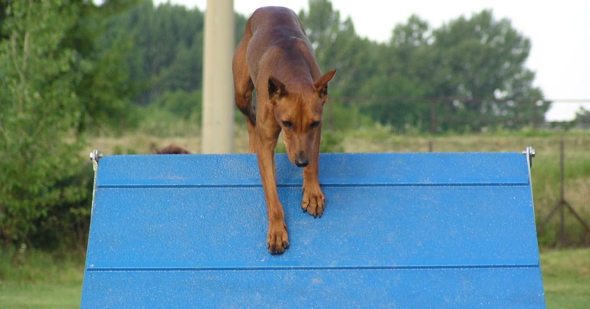 Deutscher Pinscher