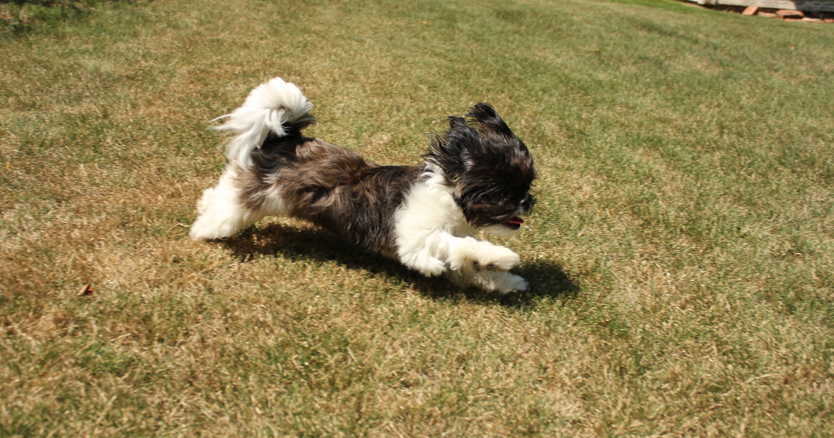 Shih Tzu
