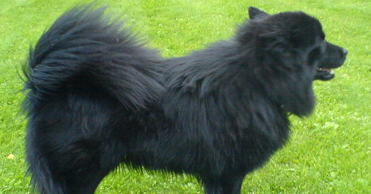 Schwedischer Lapphund