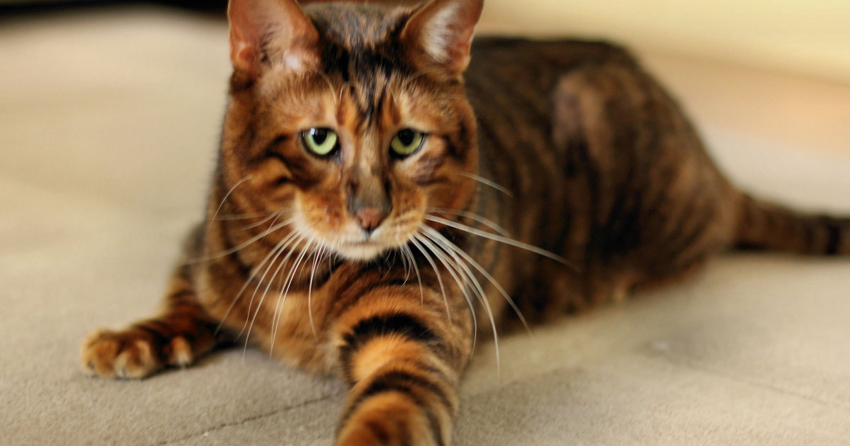 Toyger cat
