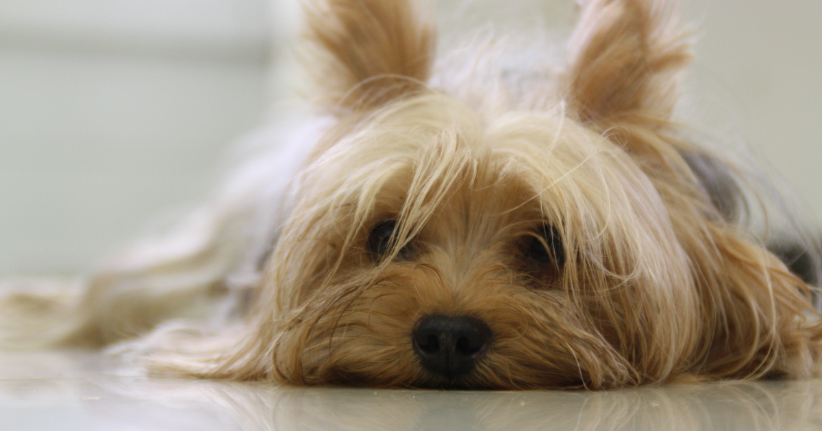 Yorkshire Terrier