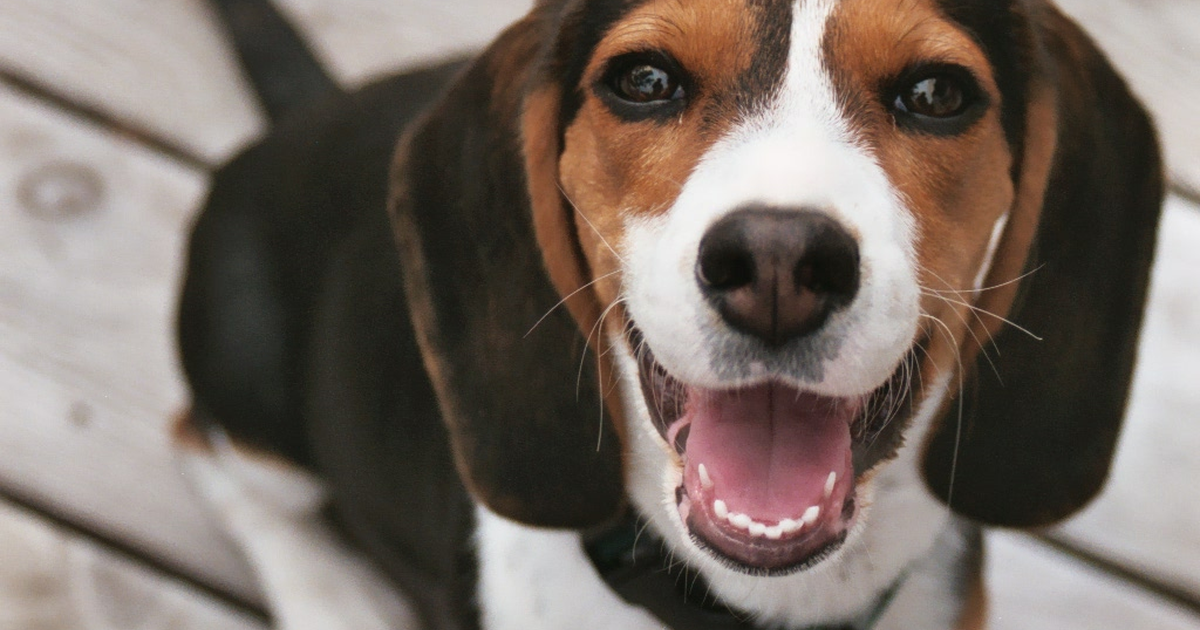 比格犬幼犬