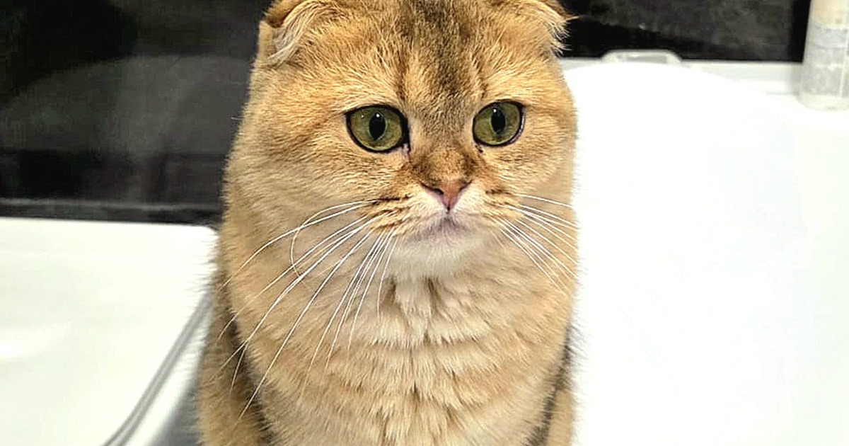 苏格兰折耳猫
