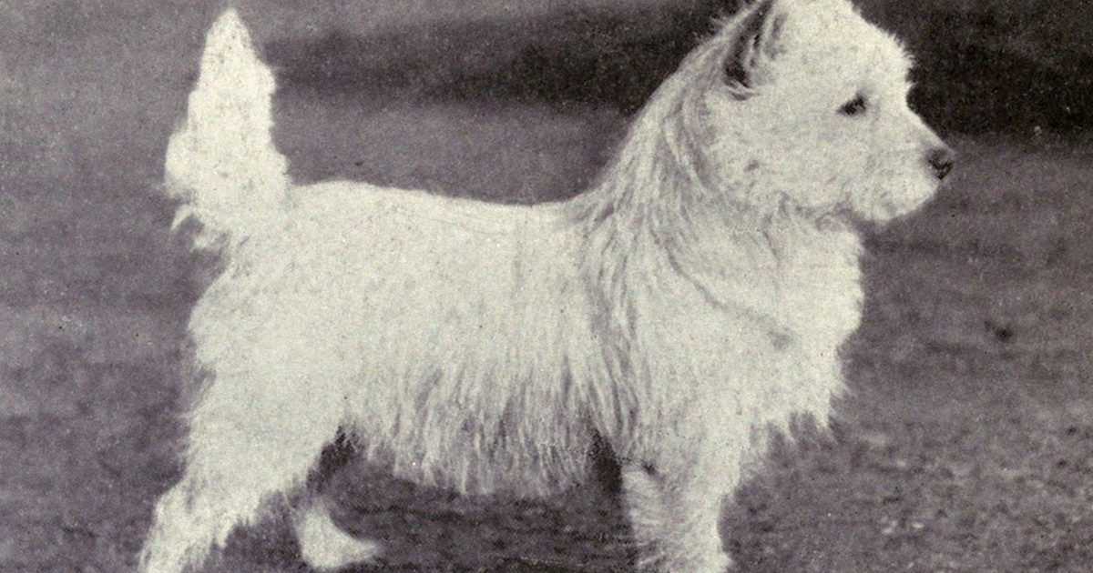 1915 年的西高地白梗老照片
